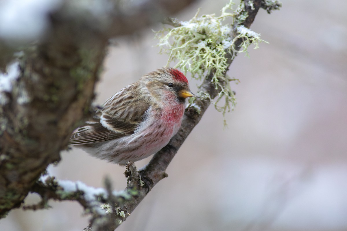 Redpoll (Common) - ML637585409