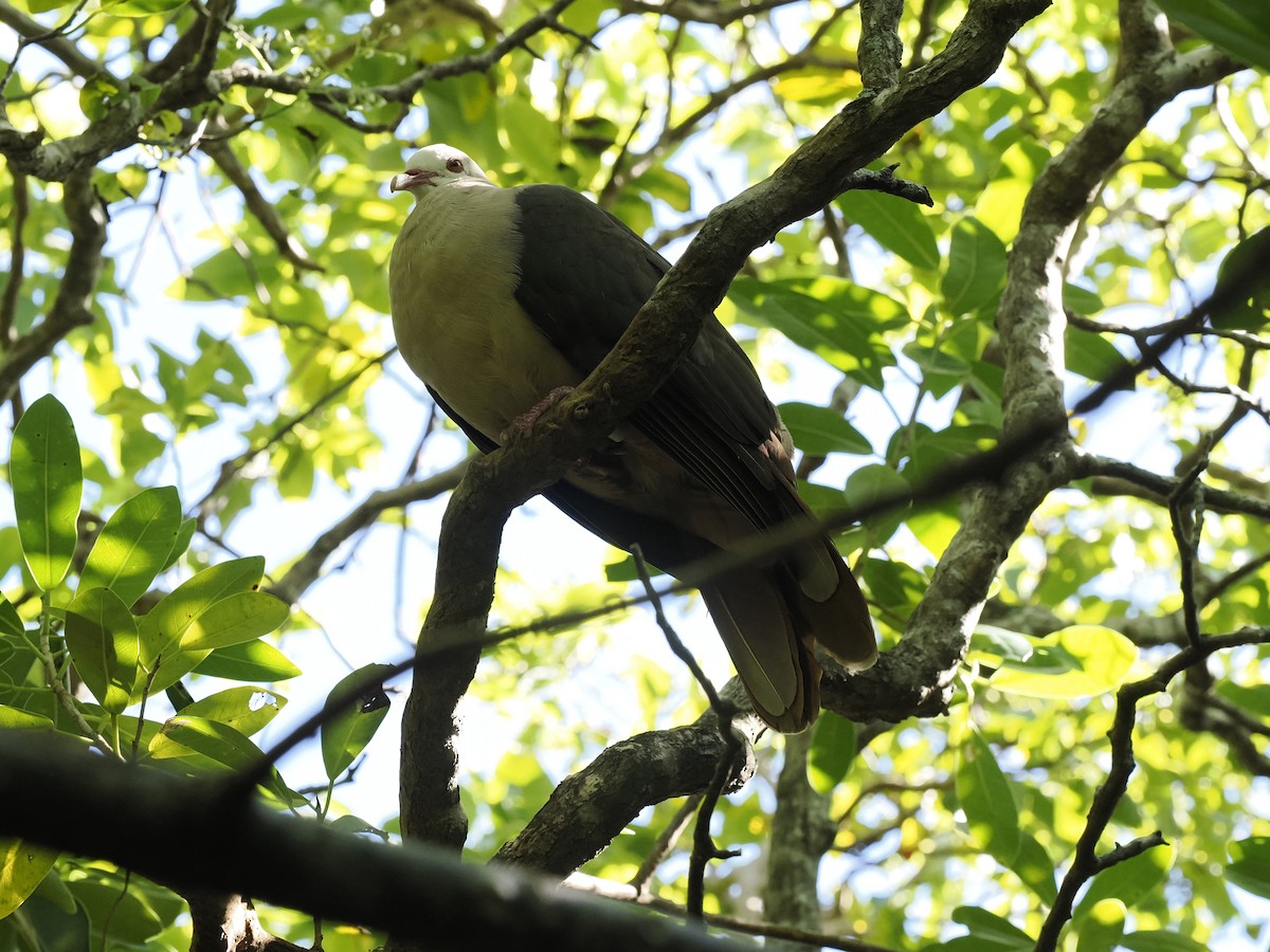 Pink Pigeon - ML637585411