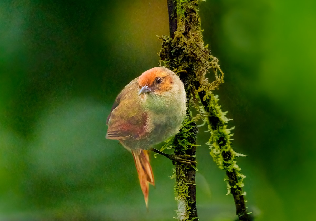 Red-faced Spinetail - ML637585412