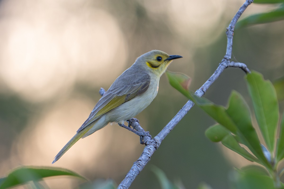 Yellow-tinted Honeyeater - ML637585427