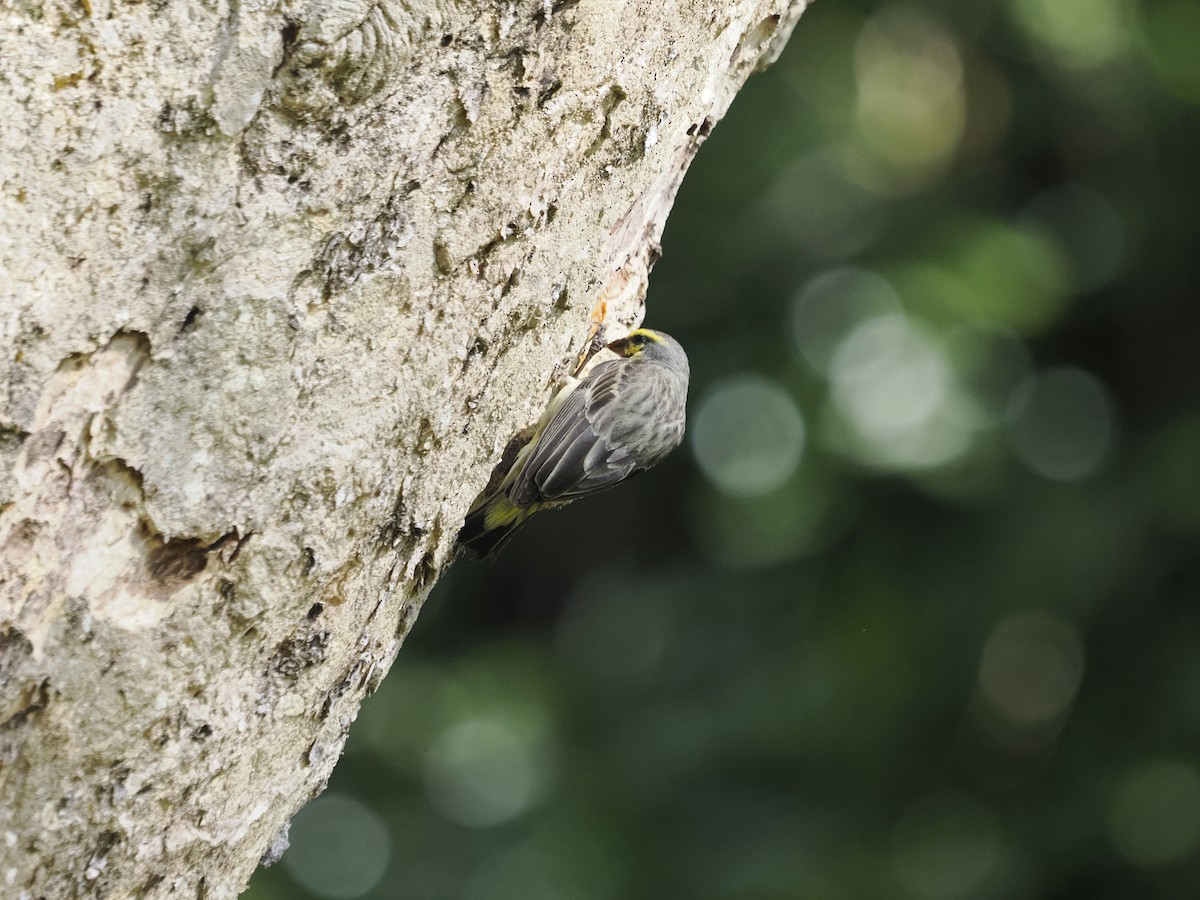 Yellow-fronted Canary - ML637585438