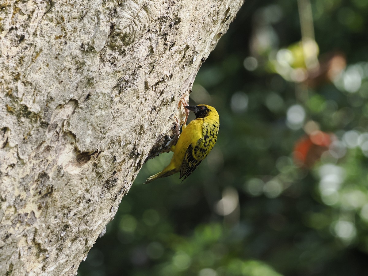 Village Weaver - ML637585447