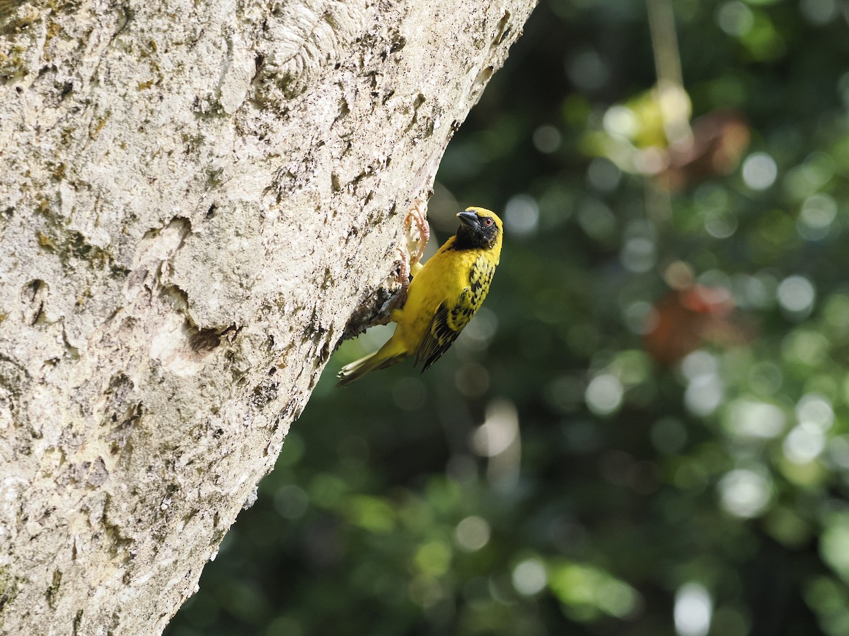 Village Weaver - ML637585448