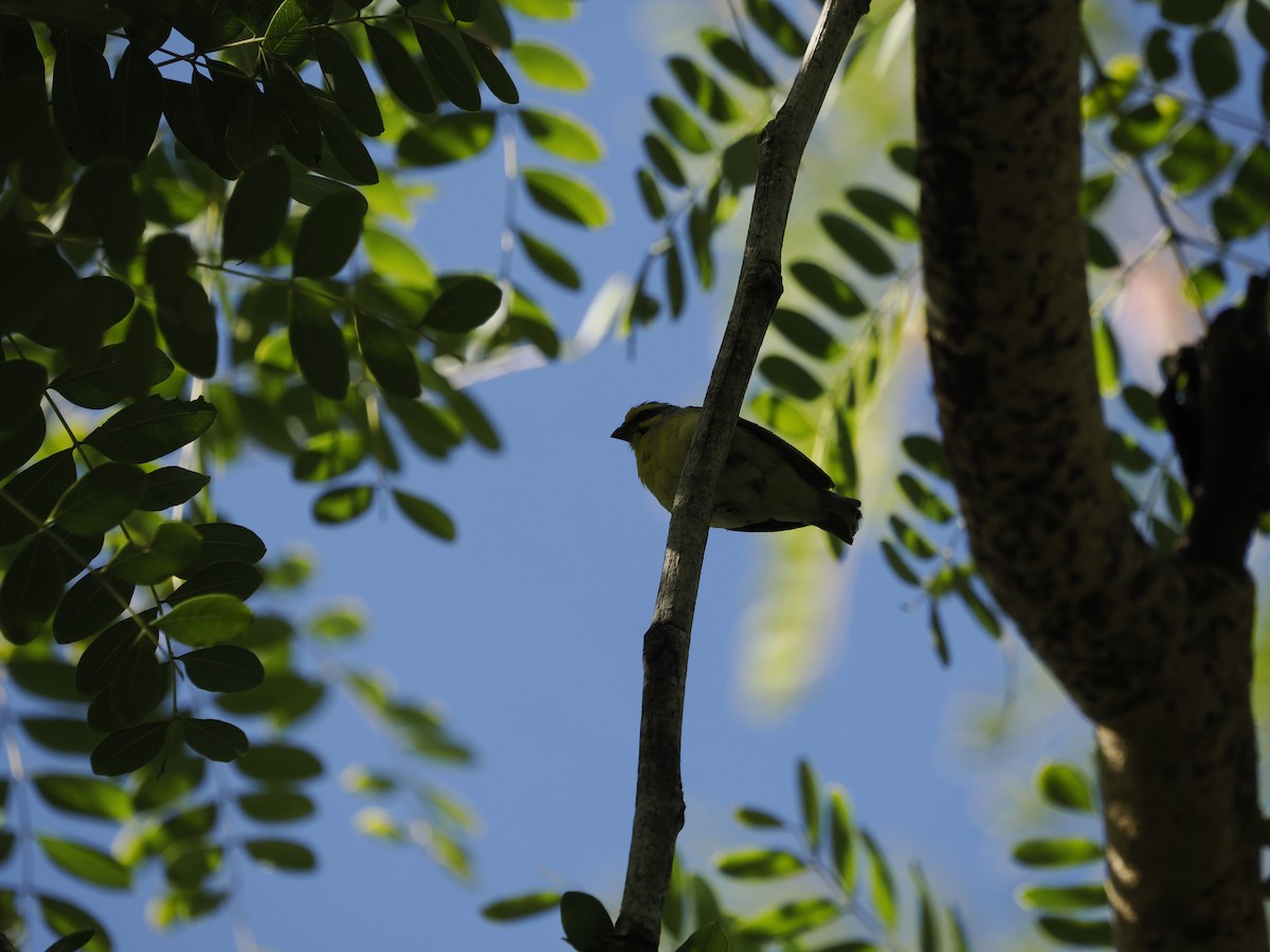 Yellow-fronted Canary - ML637585468