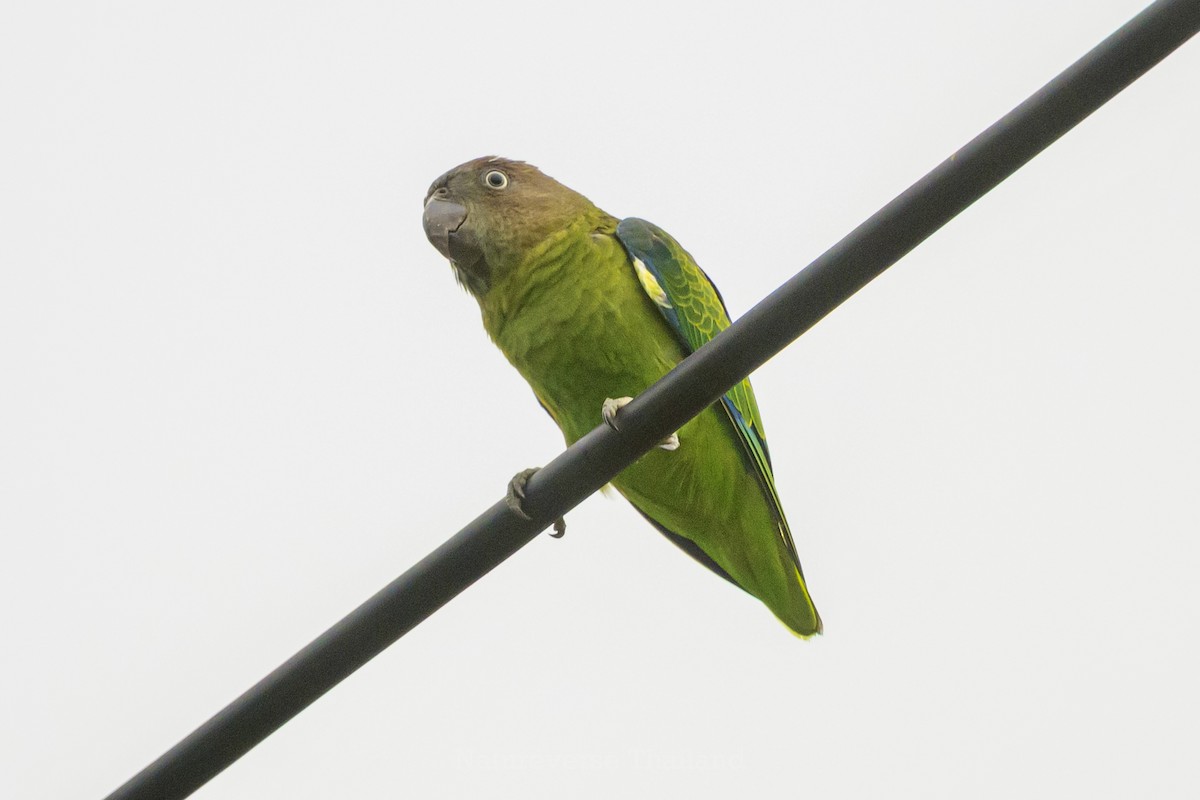 Blue-rumped Parrot - ML637585469