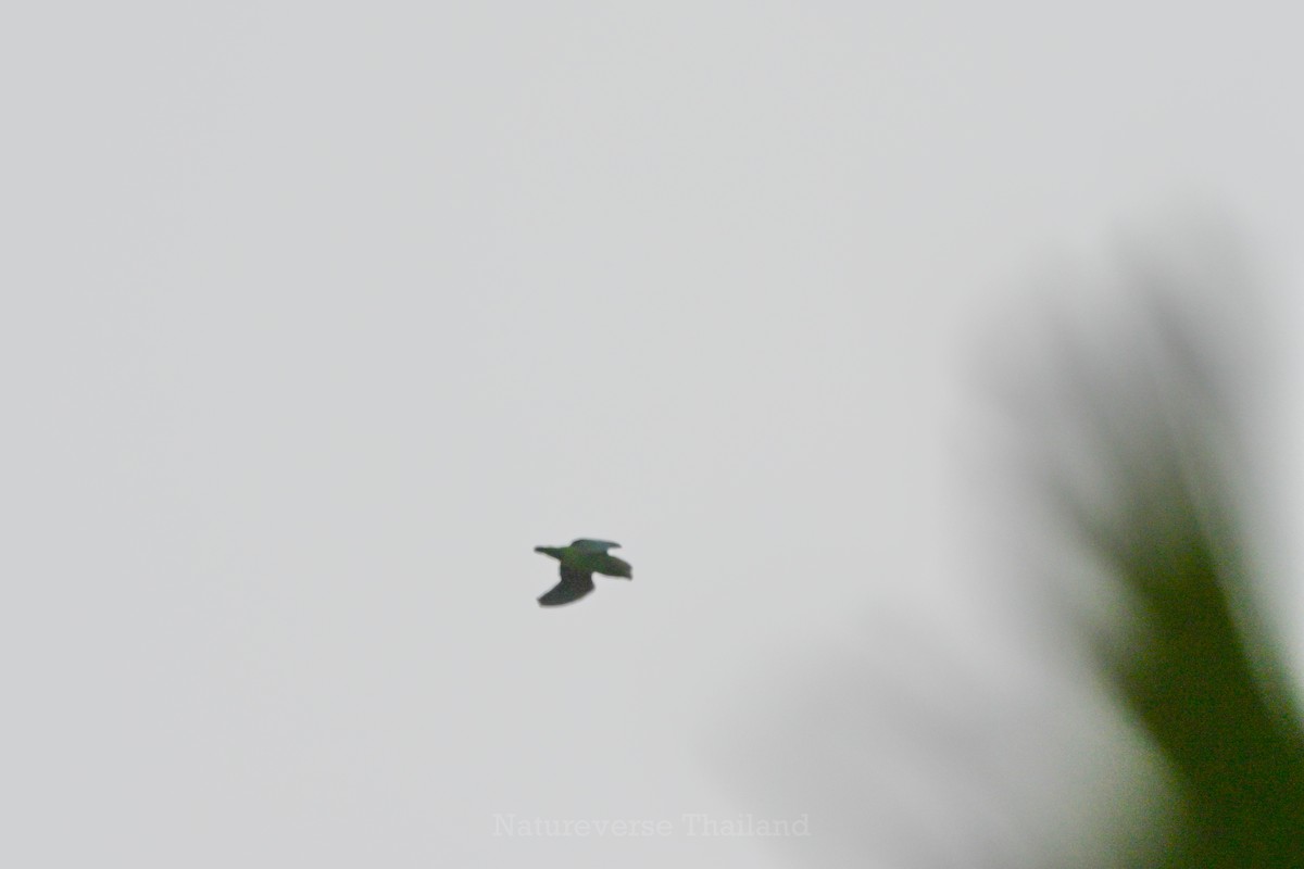 Blue-rumped Parrot - ML637585470