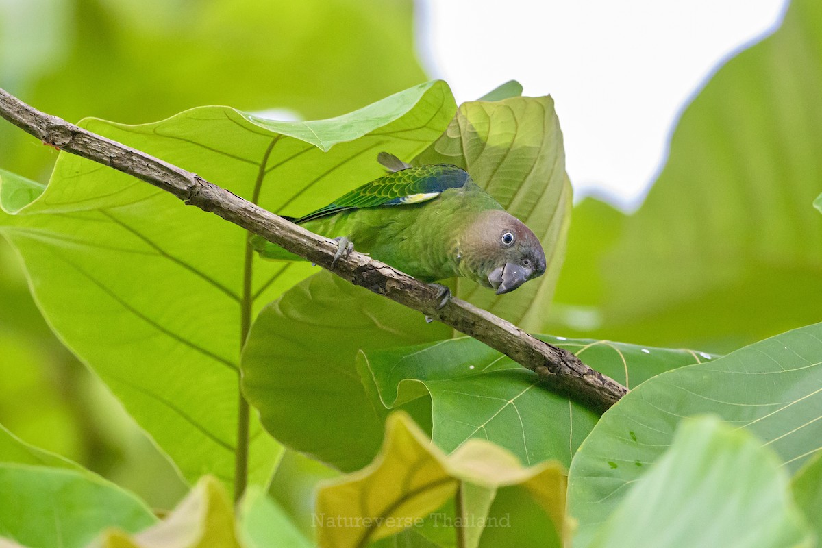 Blue-rumped Parrot - ML637585471
