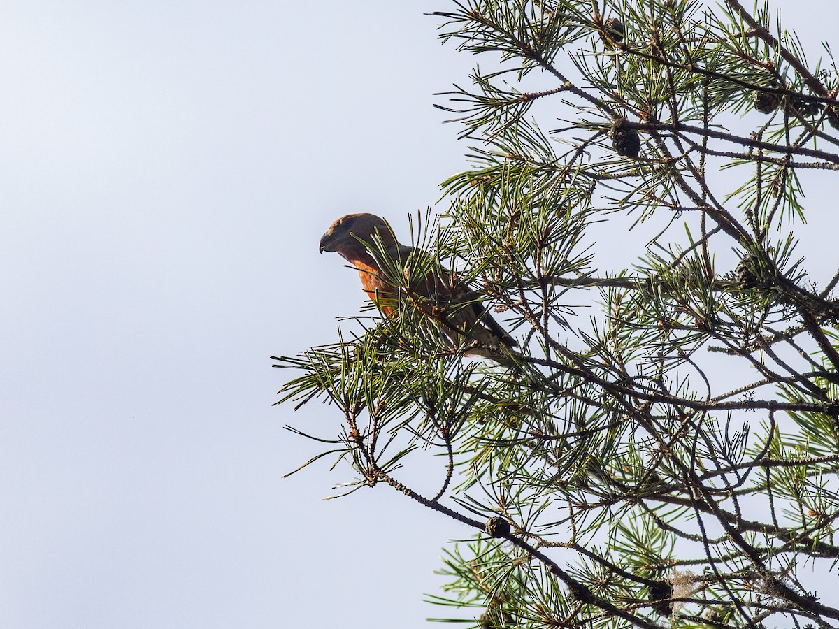 Parrot Crossbill - ML637585474