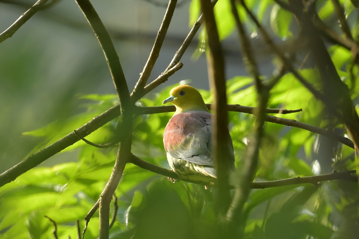 Wedge-tailed Green-Pigeon - ML637585477