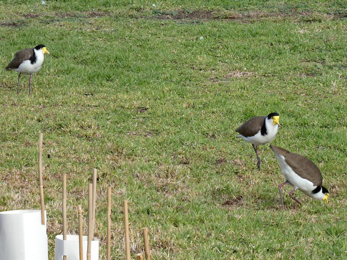 Masked Lapwing - ML637585535