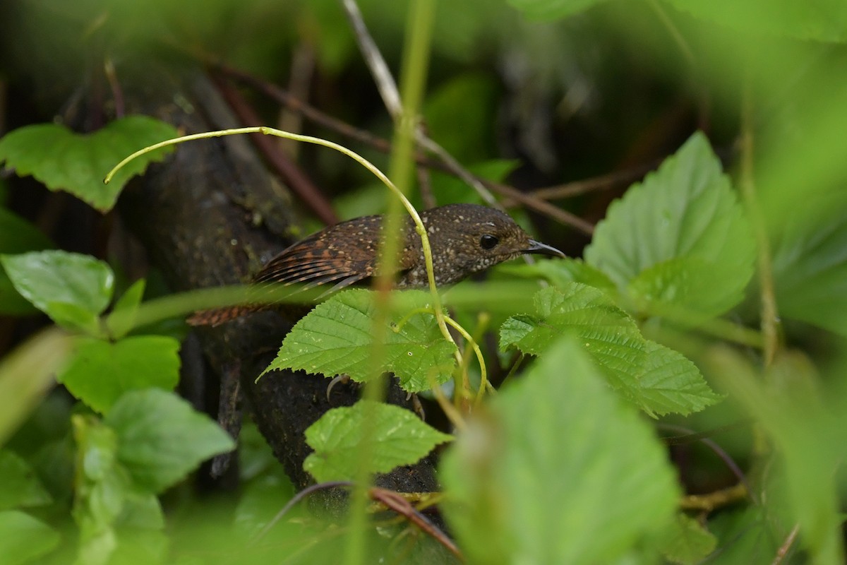 Spotted Elachura - ML637585537