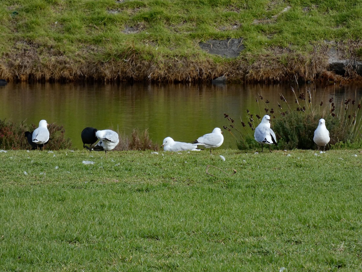 Silver Gull - ML637585541
