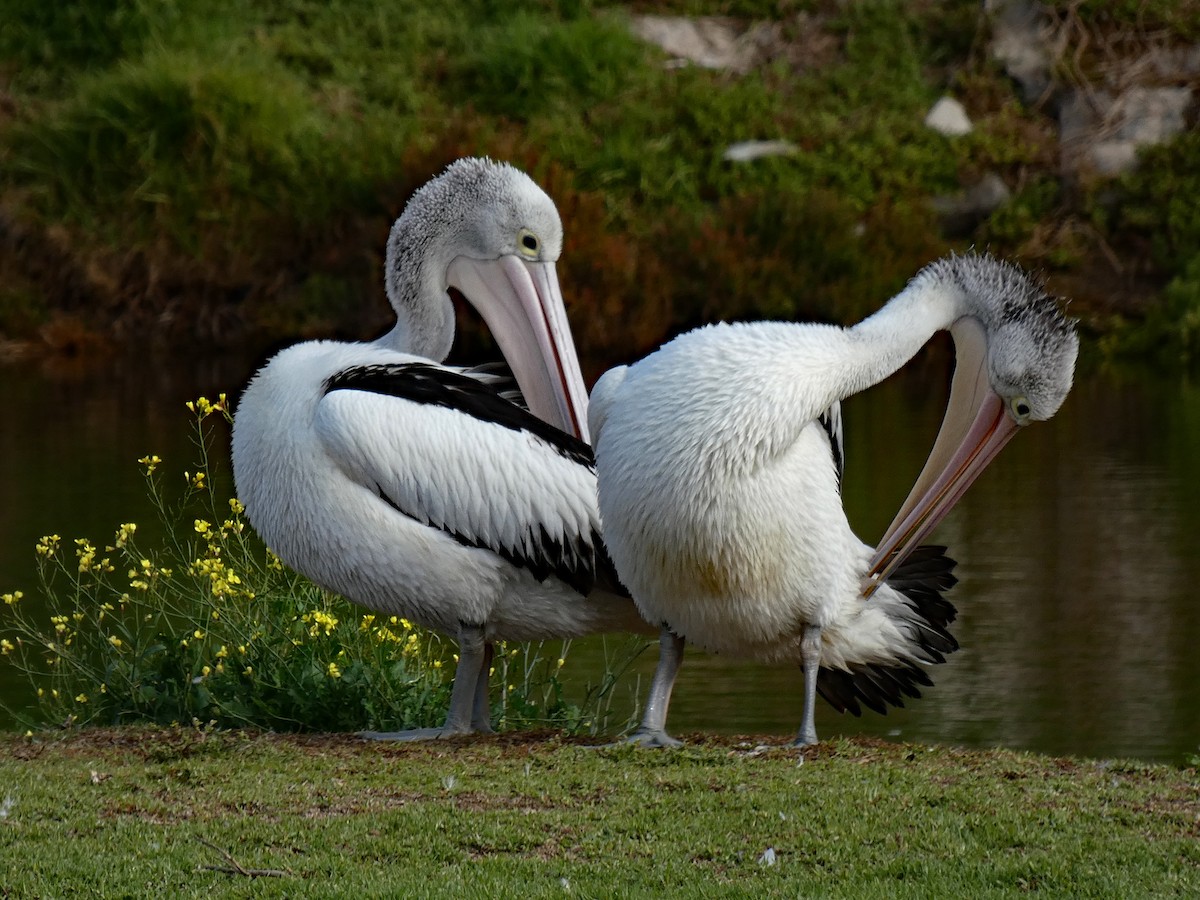 Australian Pelican - ML637585545