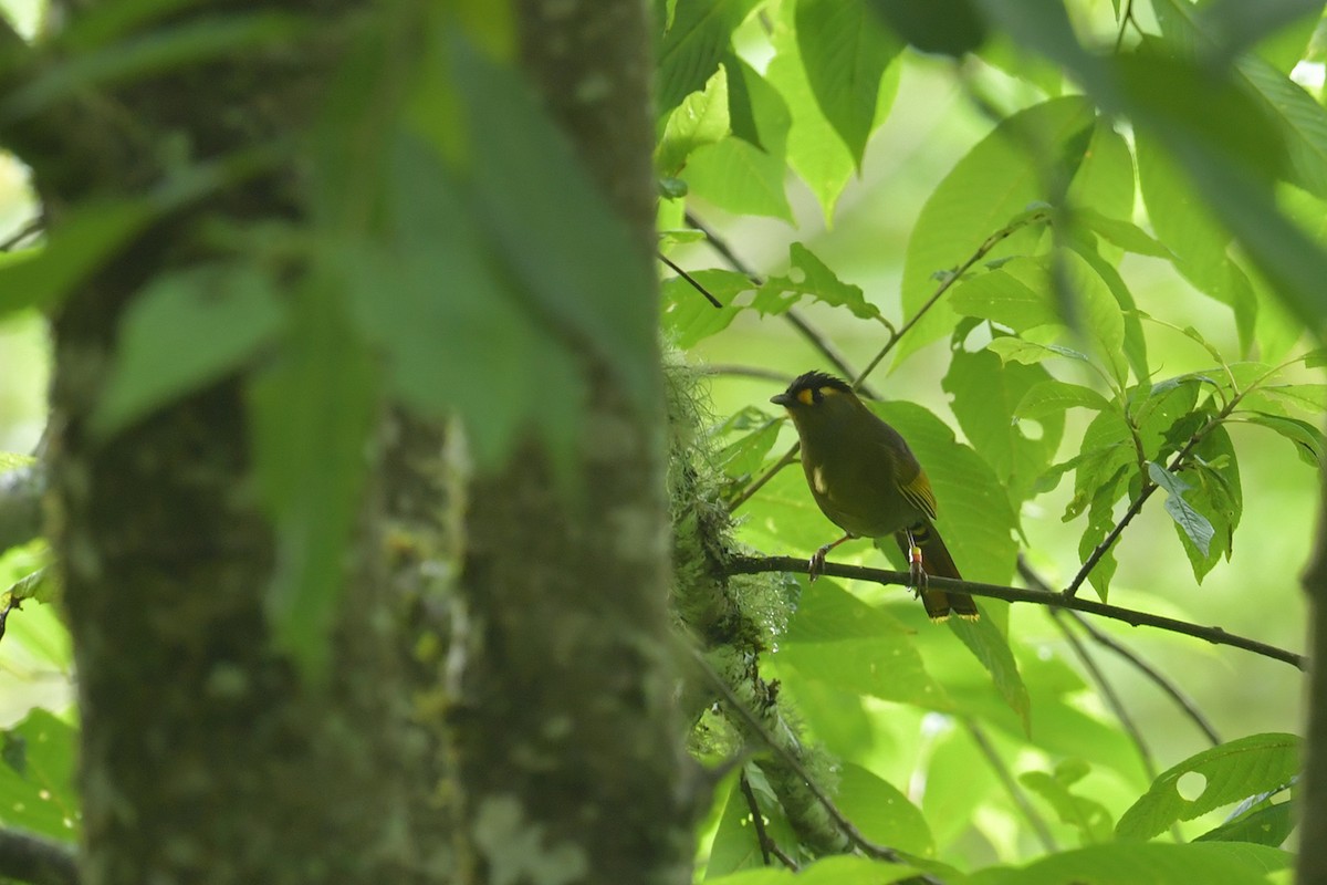 Bugun Liocichla - ML637585554