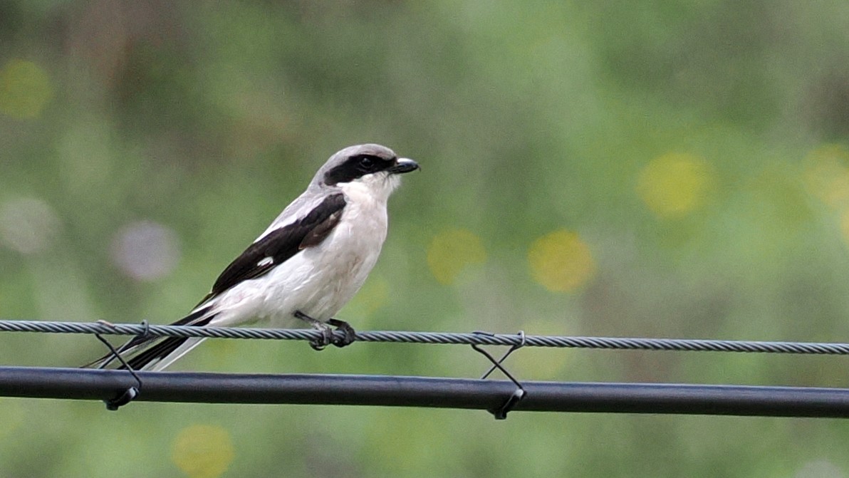 Giant Shrike - ML637585556