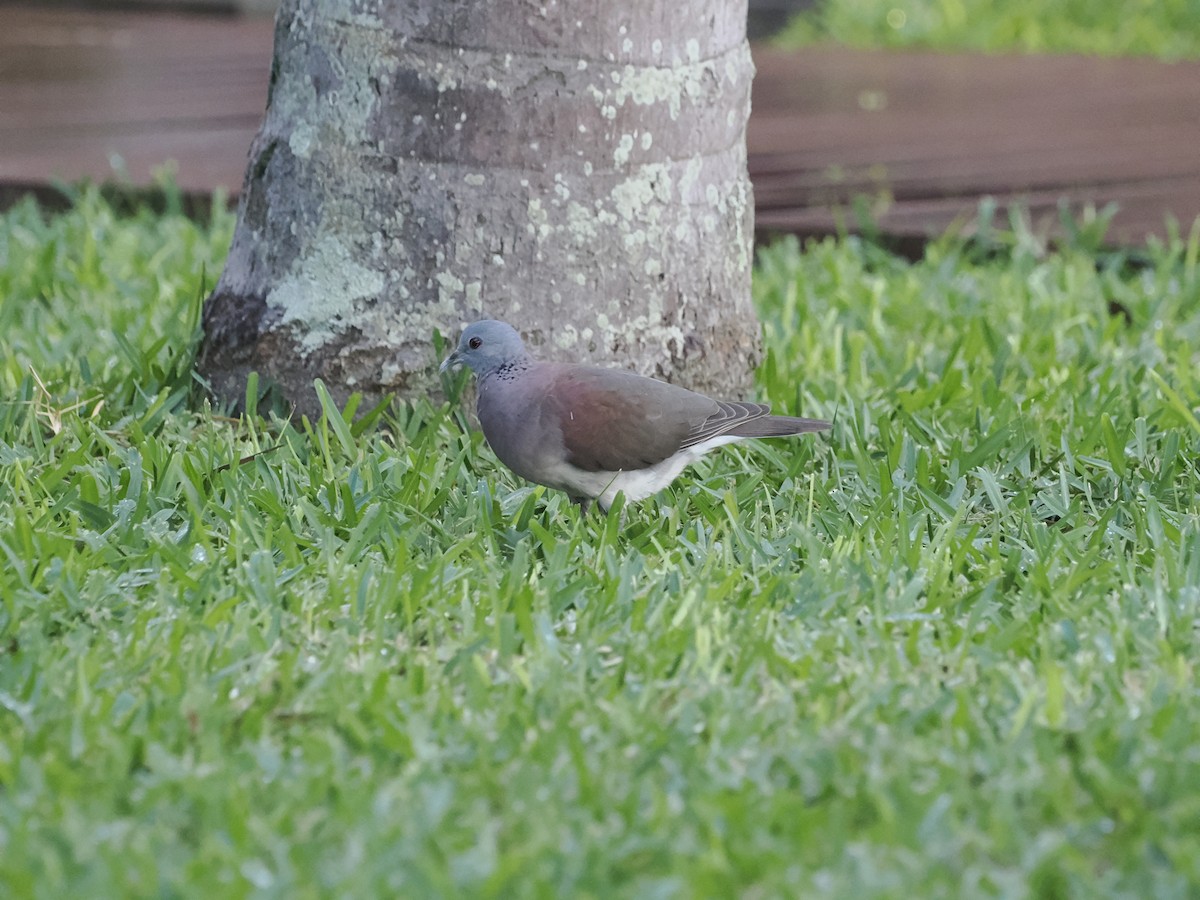 Malagasy Turtle-Dove - ML637585584