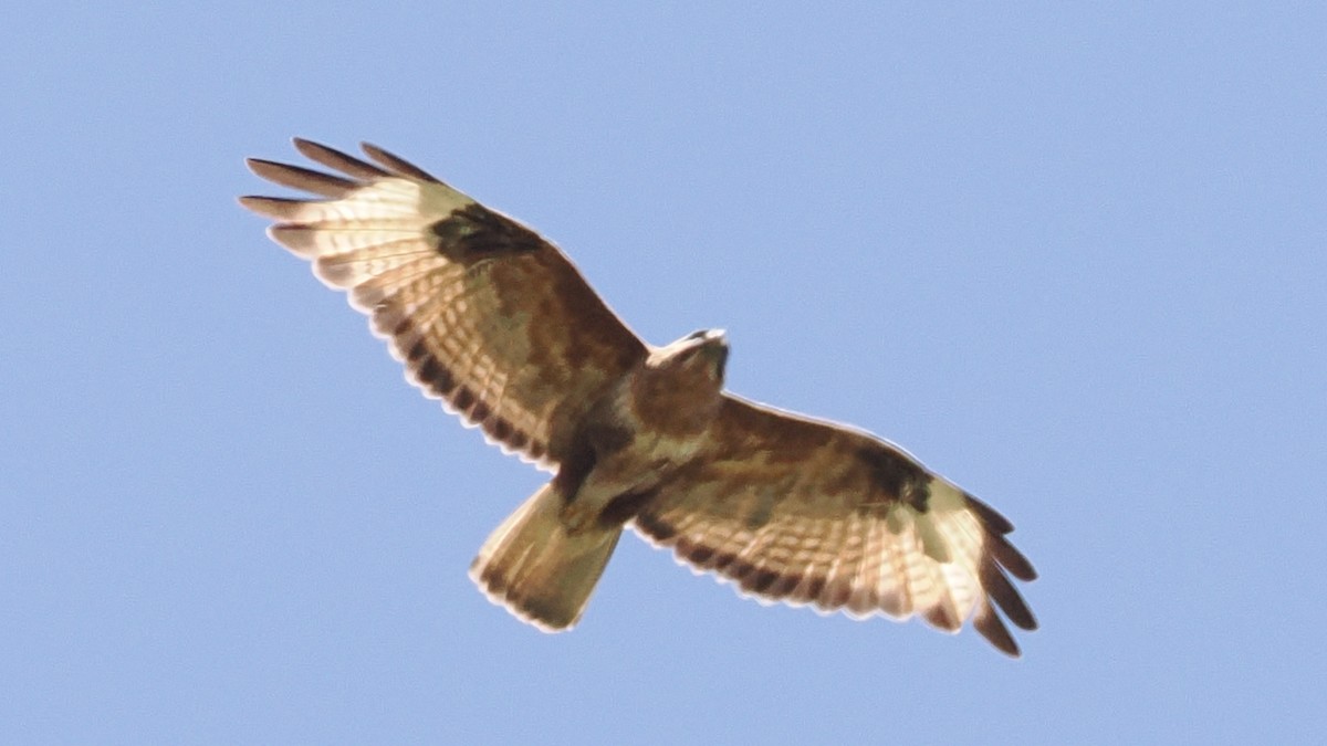 Himalayan Buzzard - ML637585605
