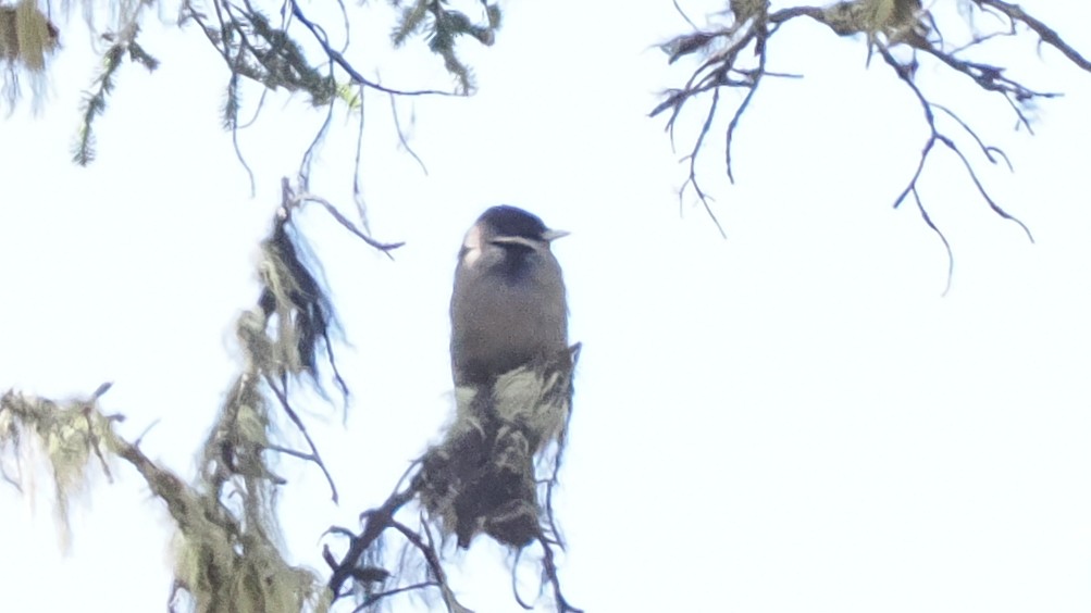 Sichuan Jay - ML637585606