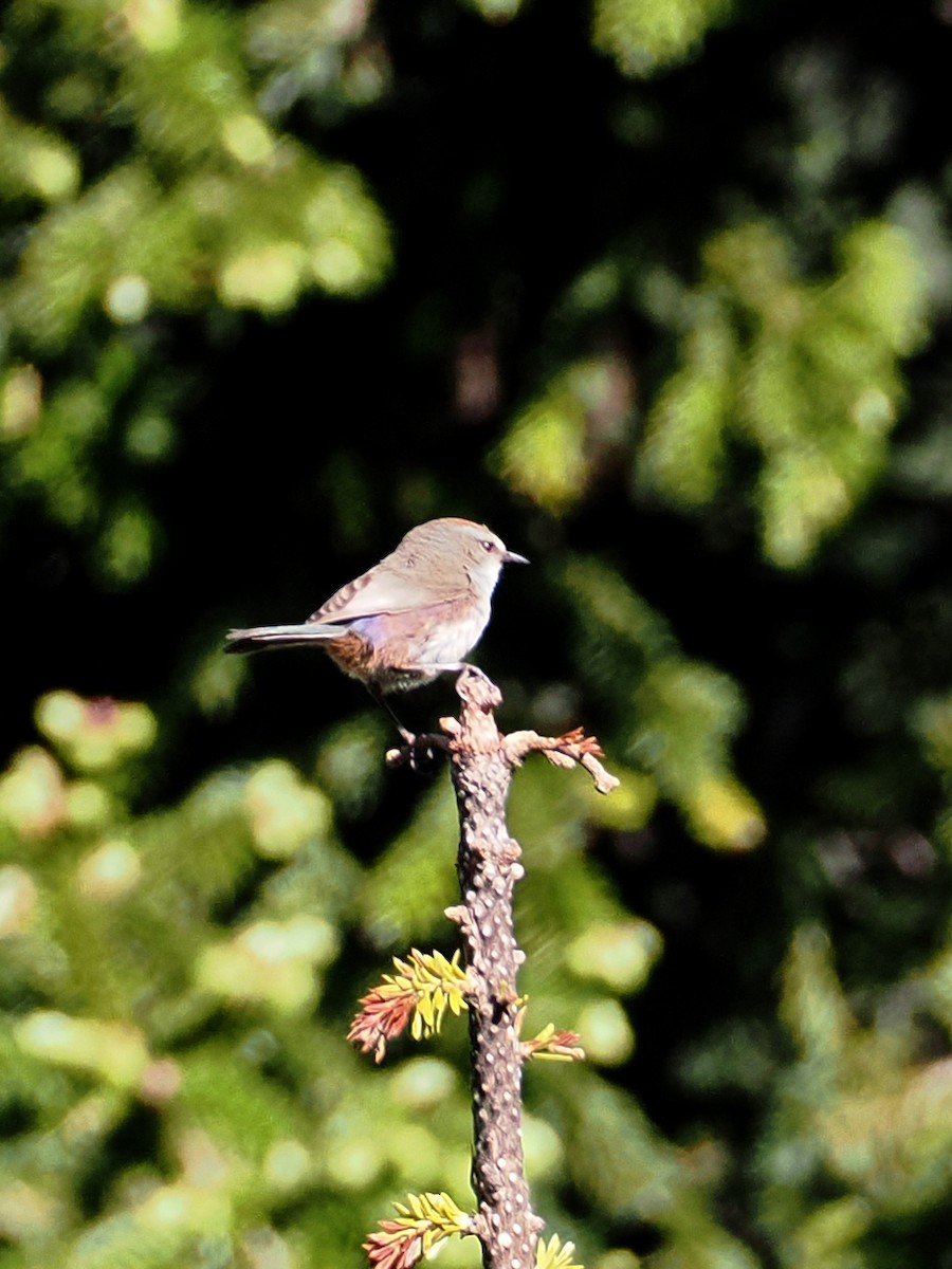 White-browed Tit-Warbler - ML637585613