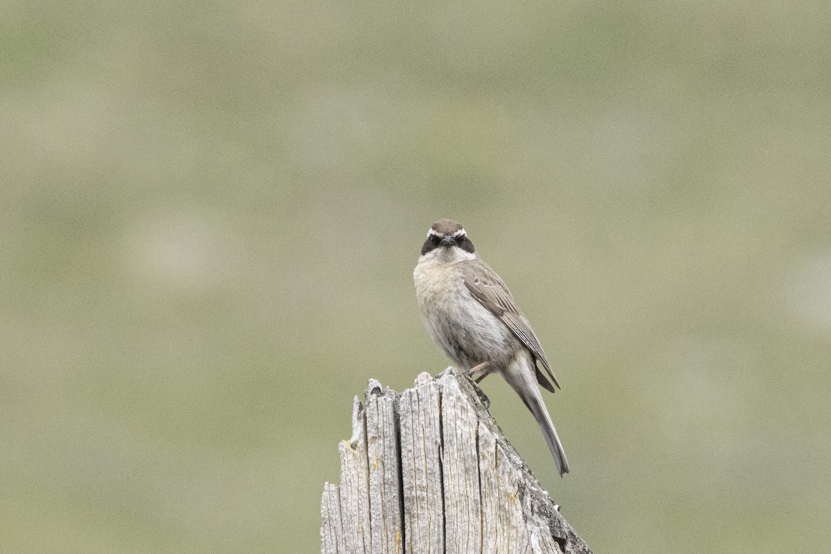 Brown Accentor - ML637585619