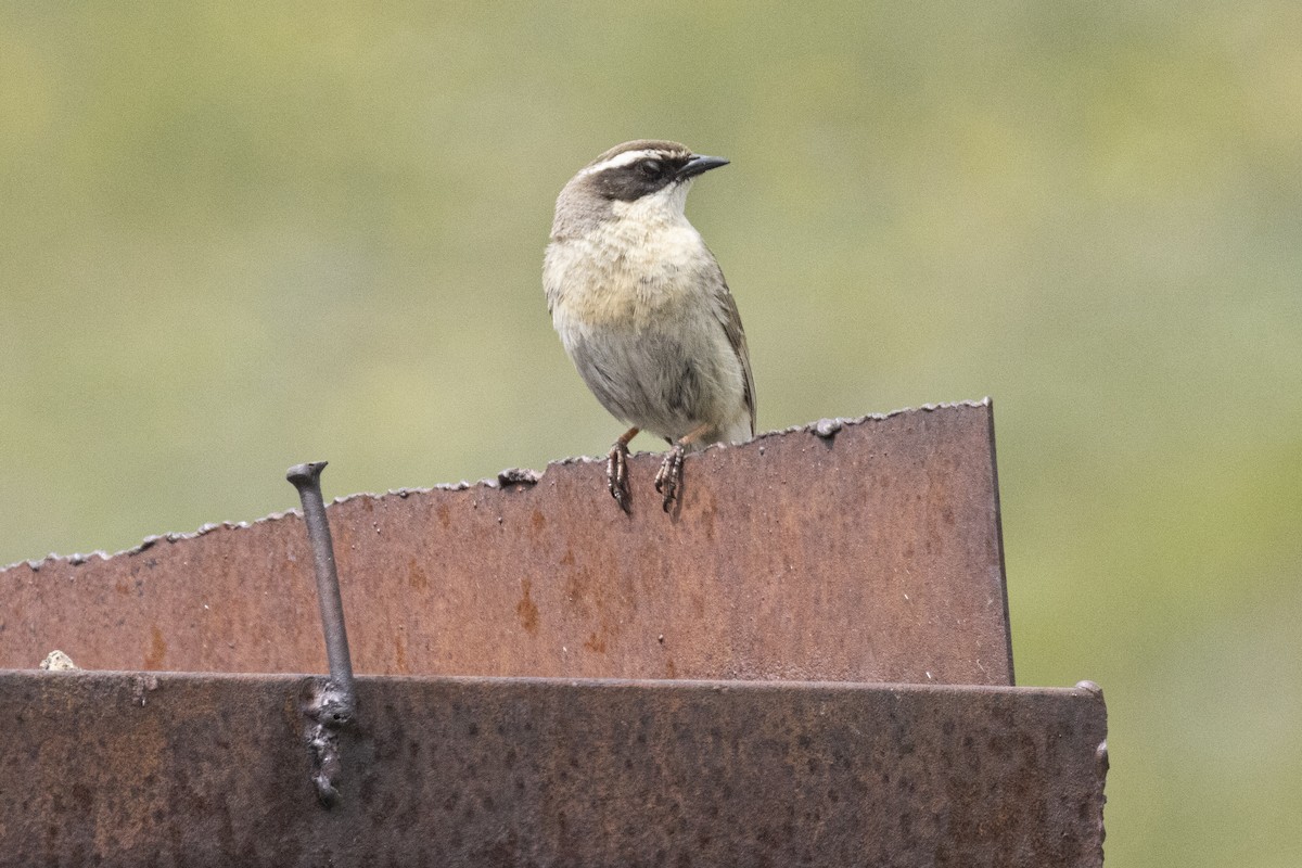 Brown Accentor - ML637585620
