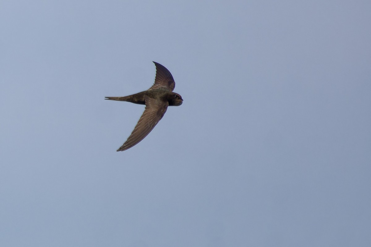 Common Swift - ML637585658