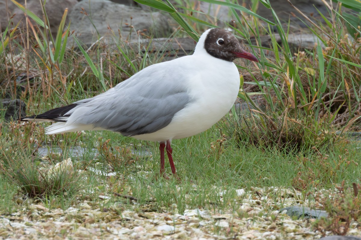 Black-headed Gull - ML637585688