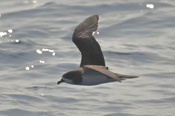 Bermuda Petrel - ML637585700