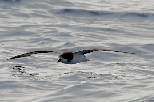 Bermuda Petrel - ML637585701