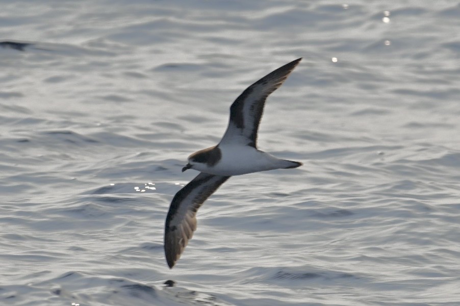 Bermuda Petrel - ML637585702