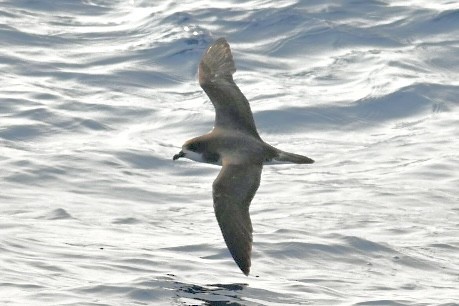 Bermuda Petrel - ML637585703