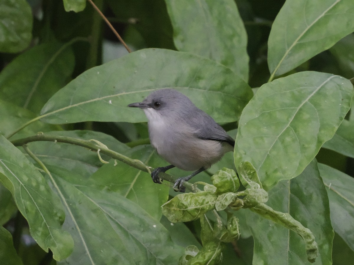 Zostérops gris - ML637585720