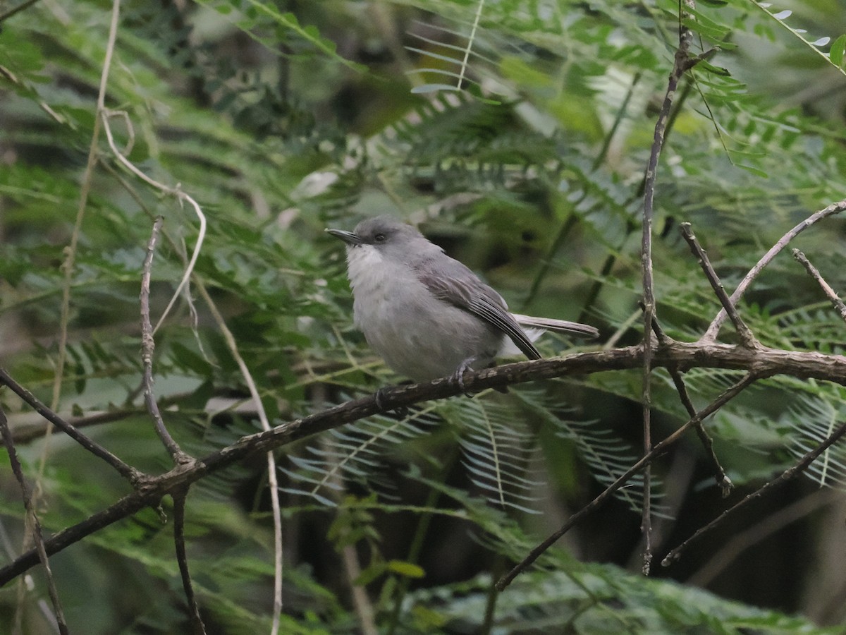 Zostérops gris - ML637585726