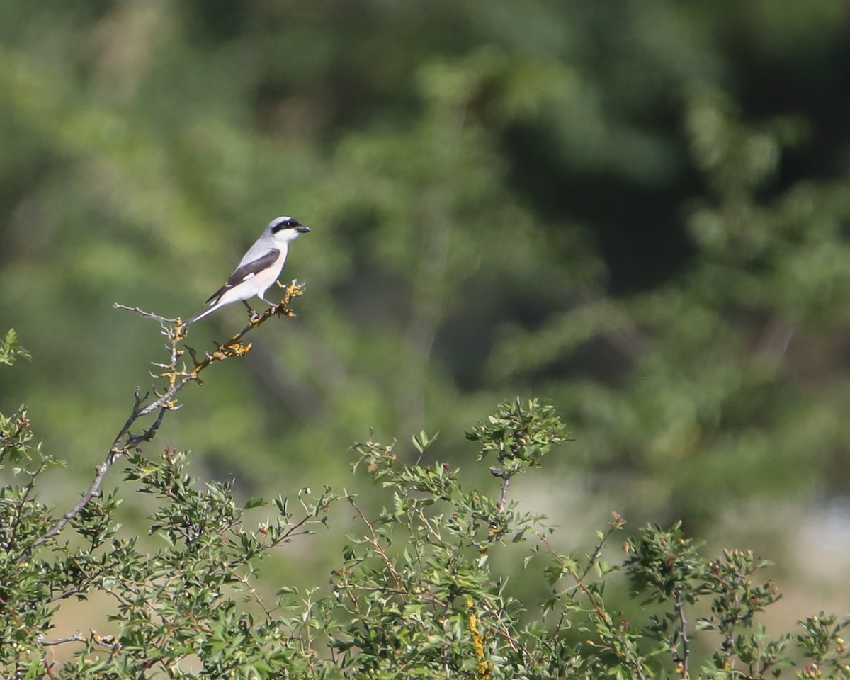 Lesser Gray Shrike - ML637585751