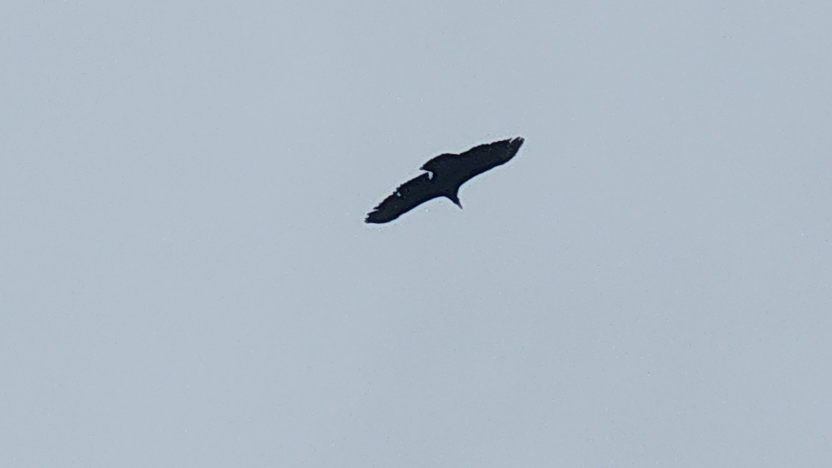 Black Vulture - ML637585771