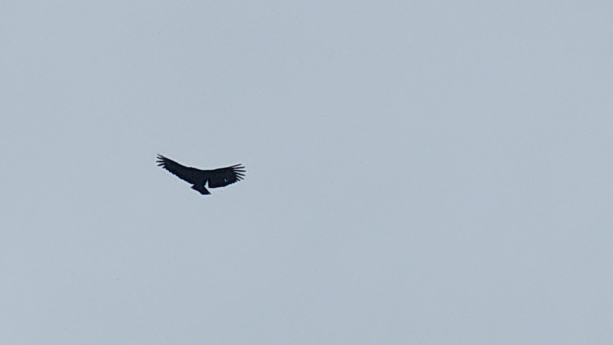 Black Vulture - ML637585772