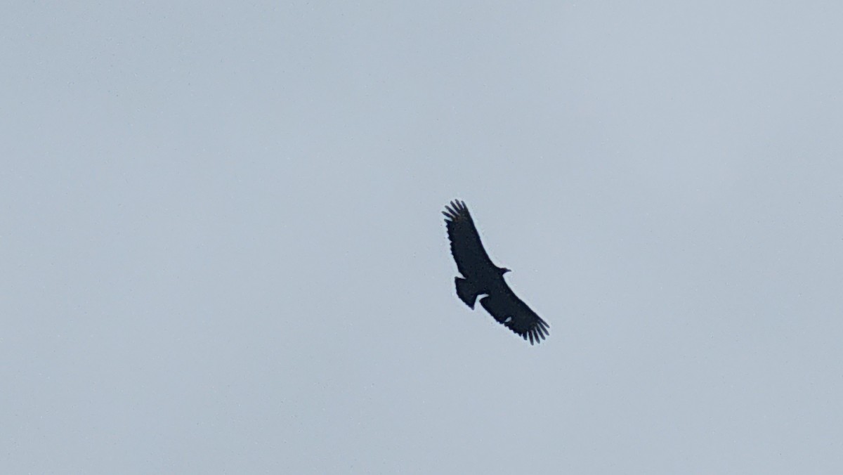 Black Vulture - ML637585773