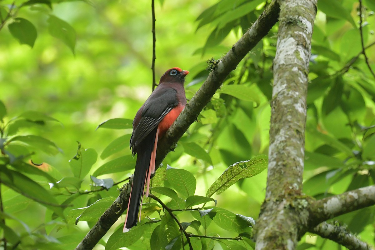 Ward's Trogon - ML637585790