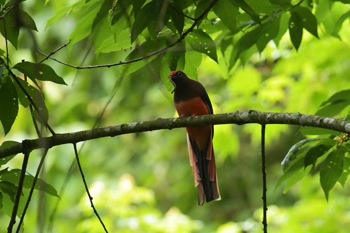 Ward's Trogon - ML637585791