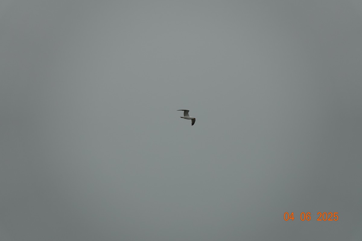 Yellow-legged Gull - ML637585858