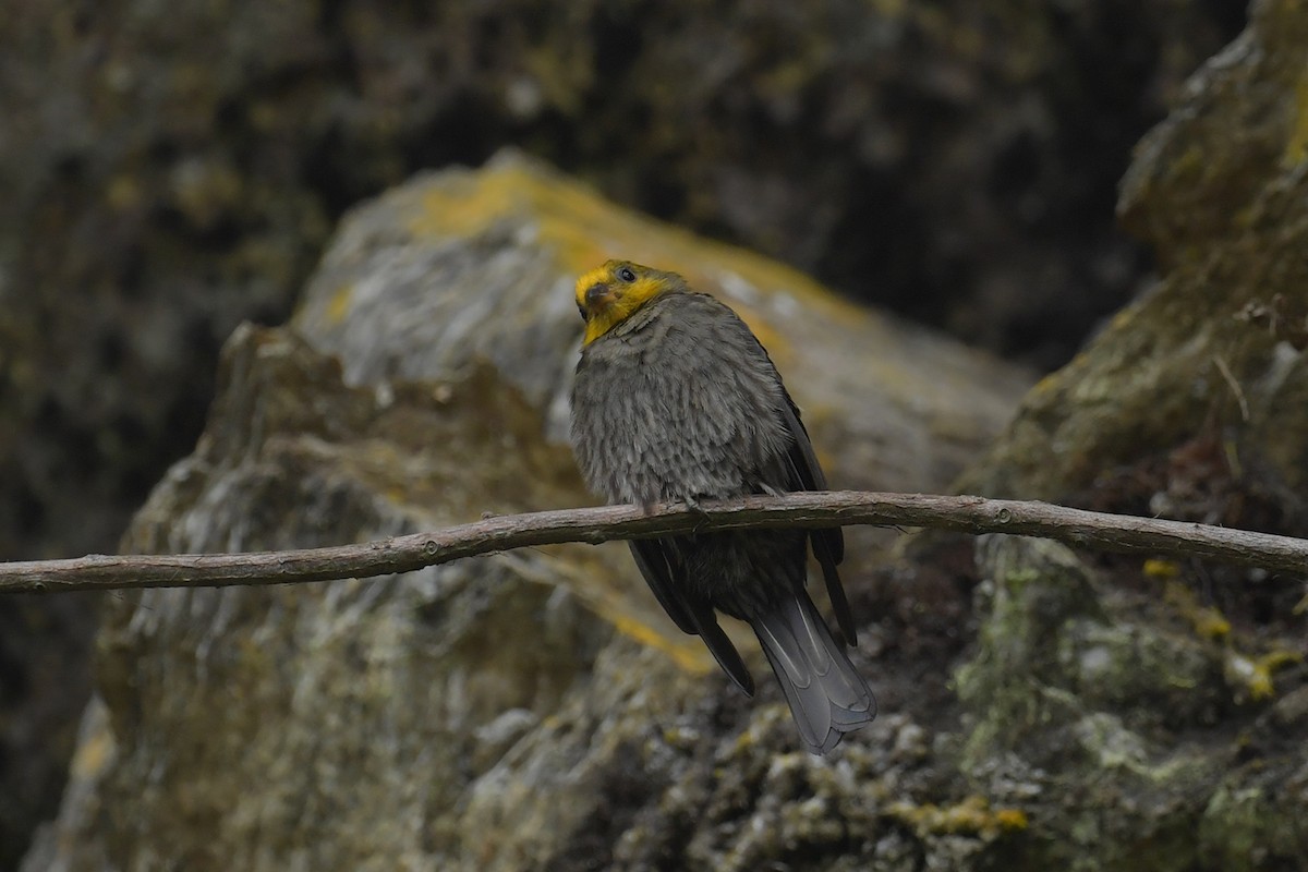 Yellow-rumped Honeyguide - ML637585859