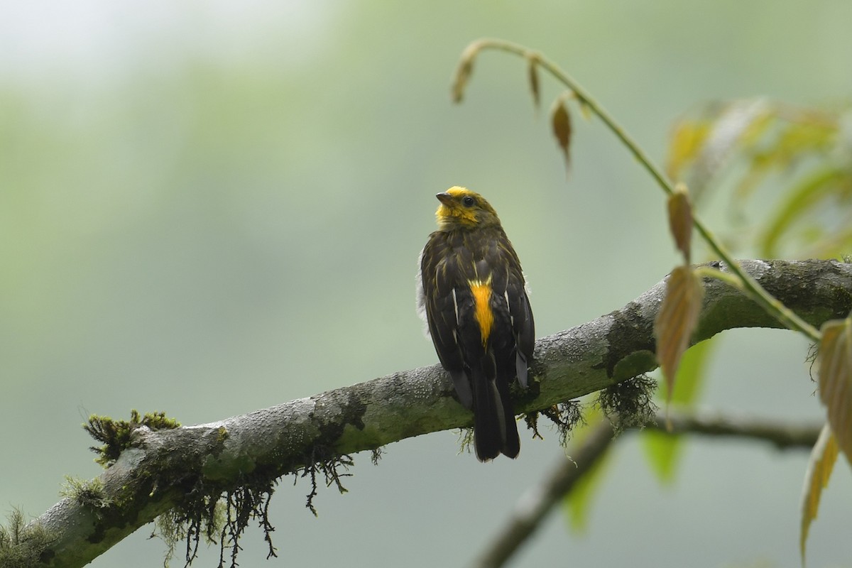 Yellow-rumped Honeyguide - ML637585860