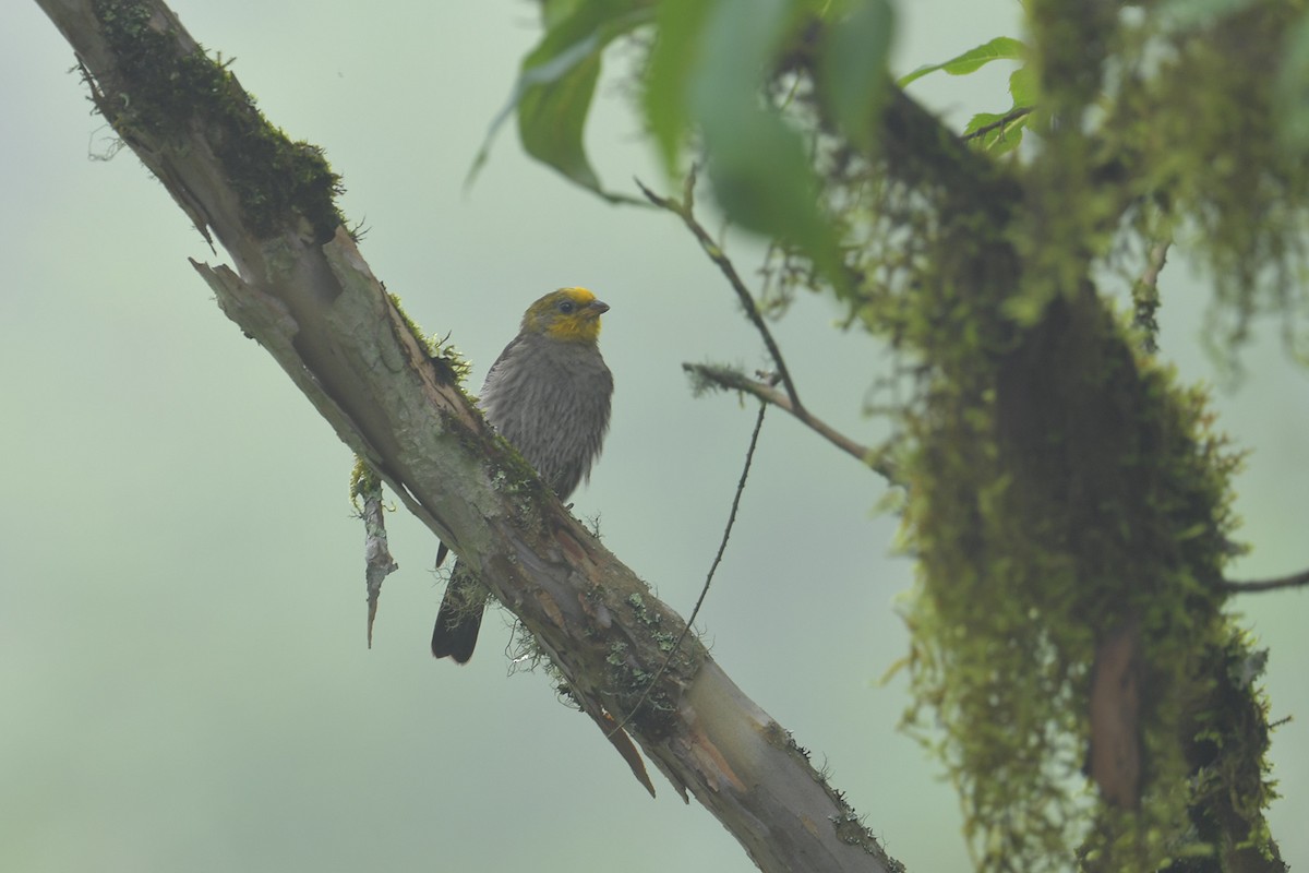 Yellow-rumped Honeyguide - ML637585861