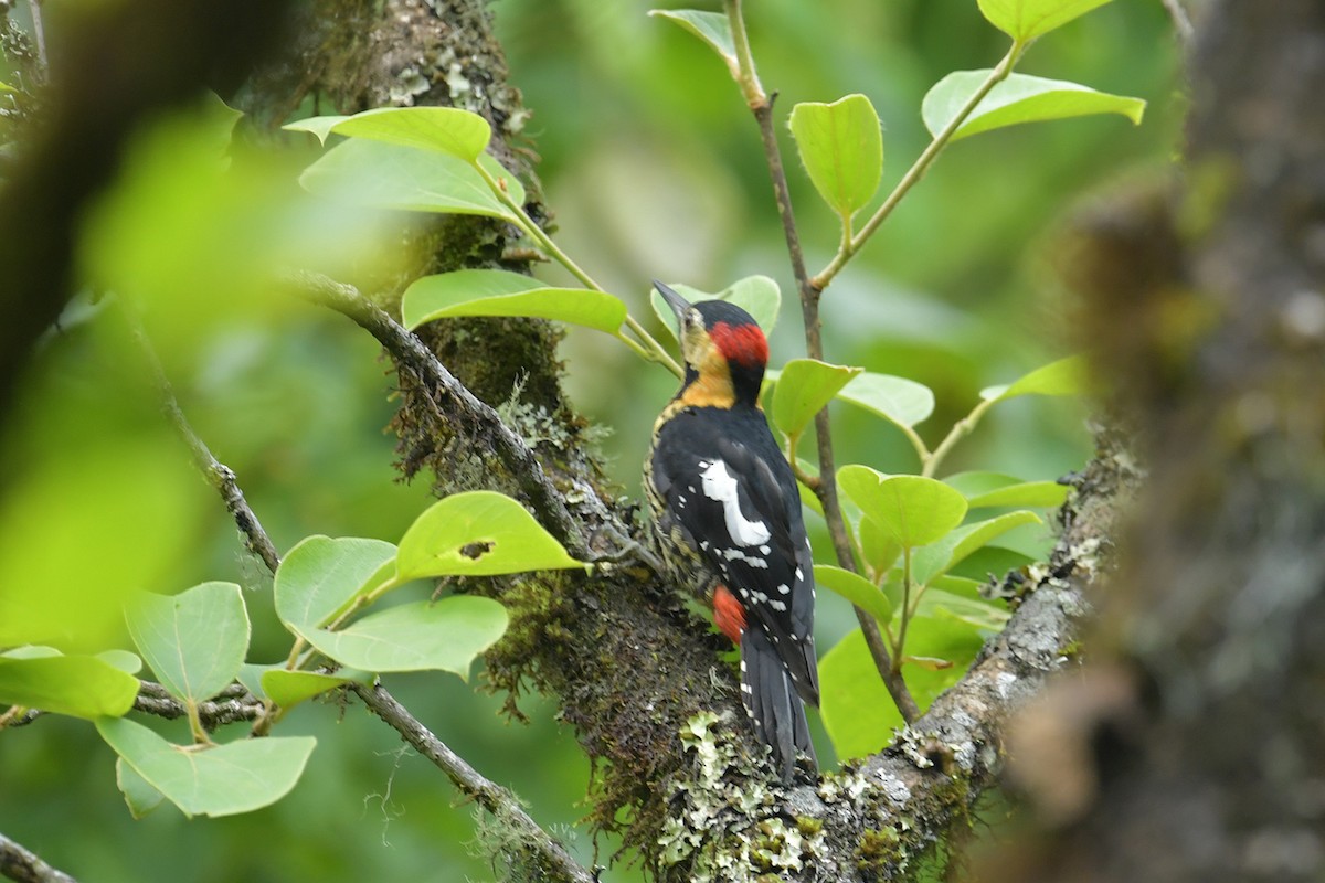 Darjeeling Woodpecker - ML637585864