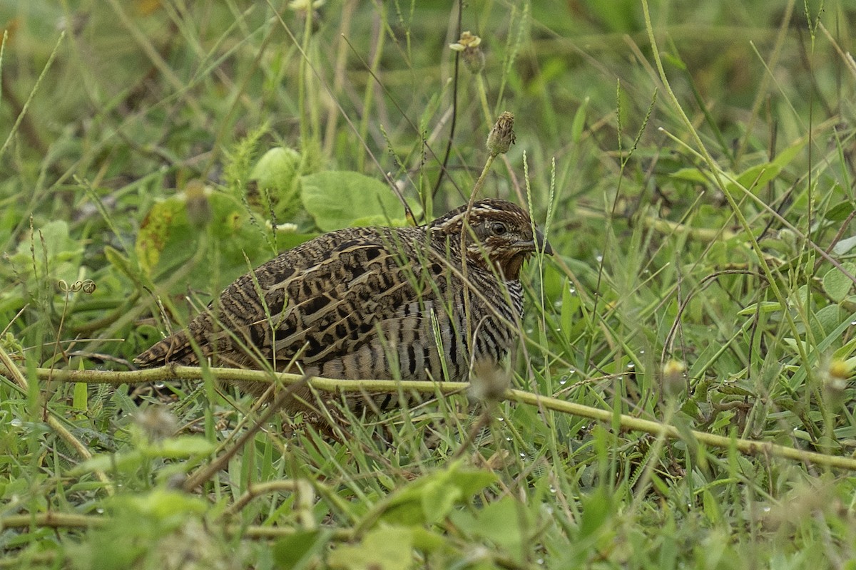 Jungle Bush-Quail - ML637585926