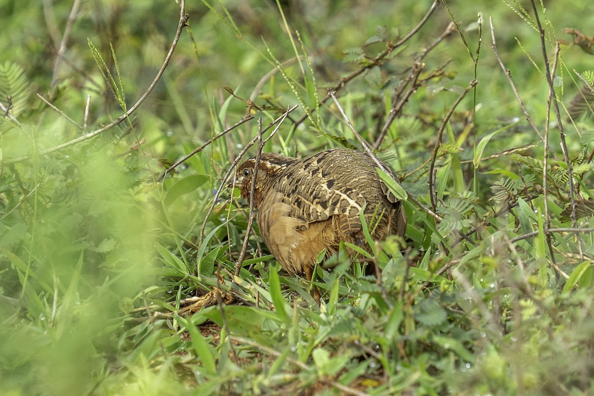Jungle Bush-Quail - ML637585927