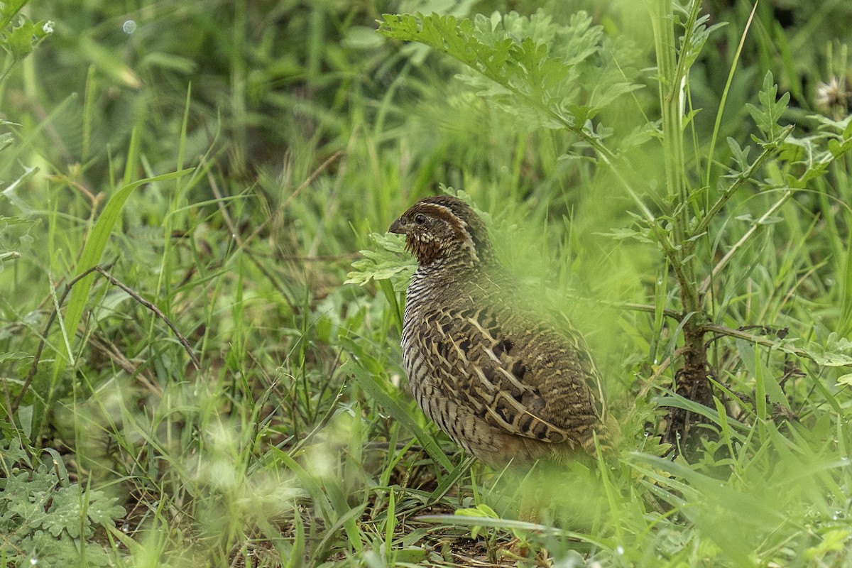 Jungle Bush-Quail - ML637585929