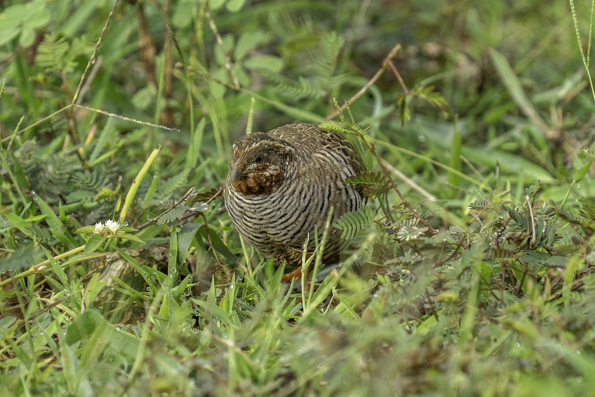 Jungle Bush-Quail - ML637585930