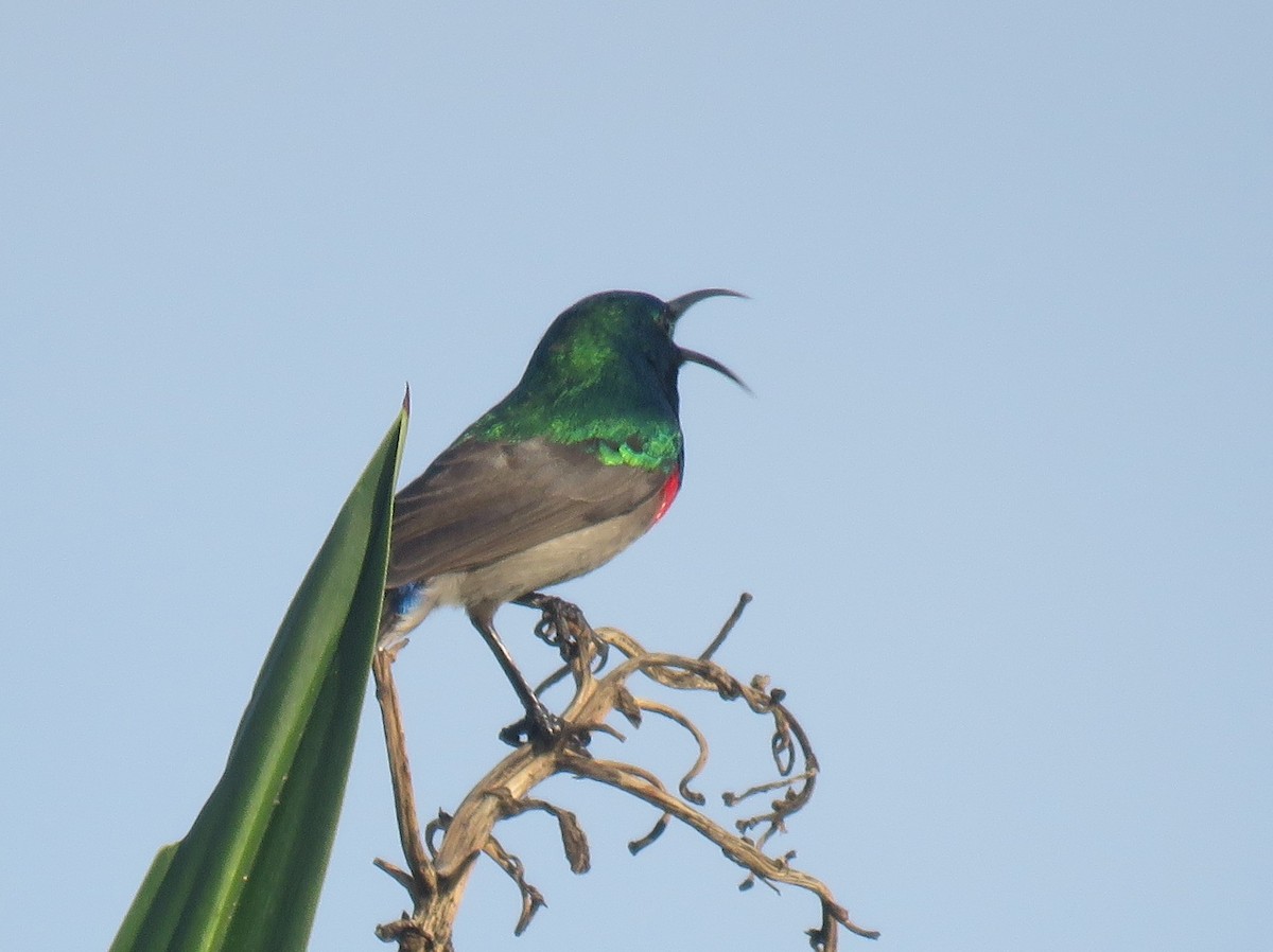 Southern Double-collared Sunbird - ML637585931