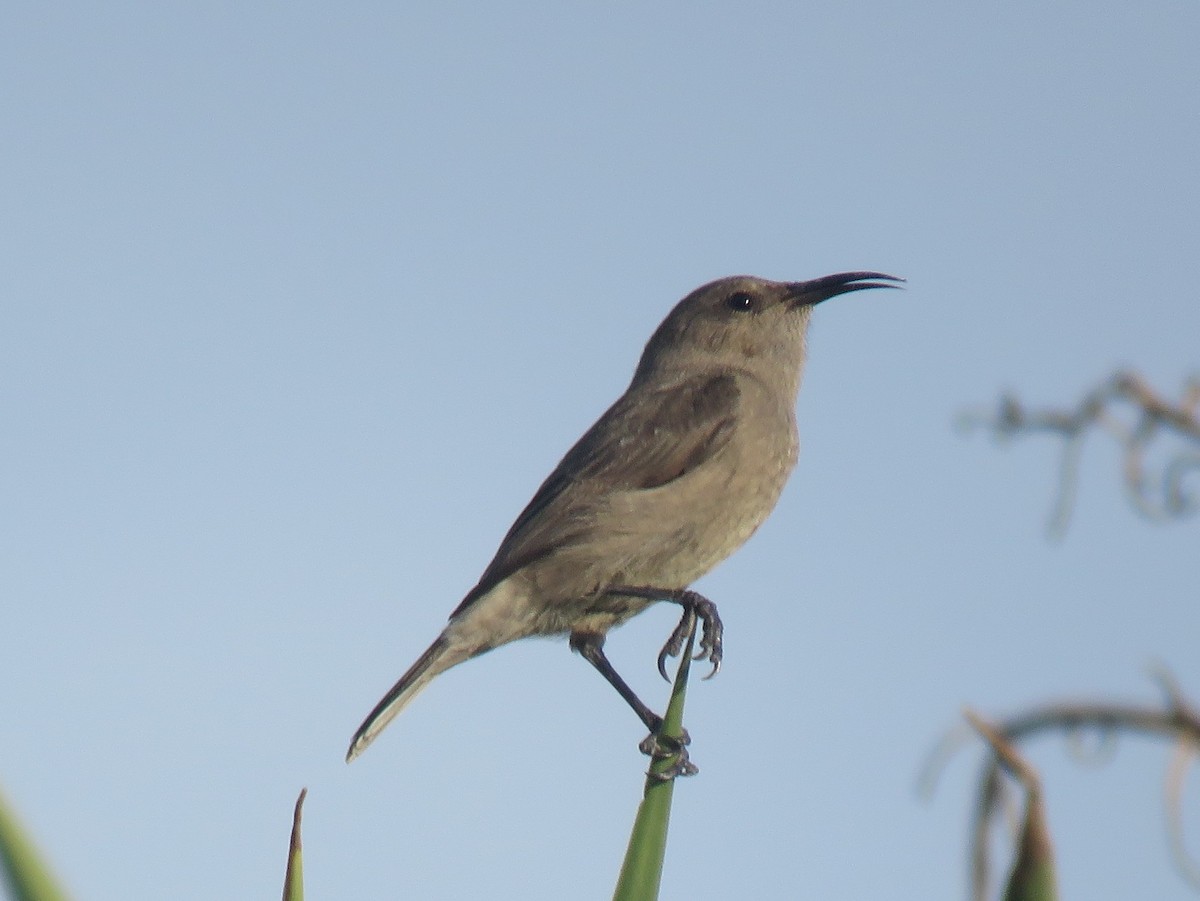 Southern Double-collared Sunbird - ML637585932